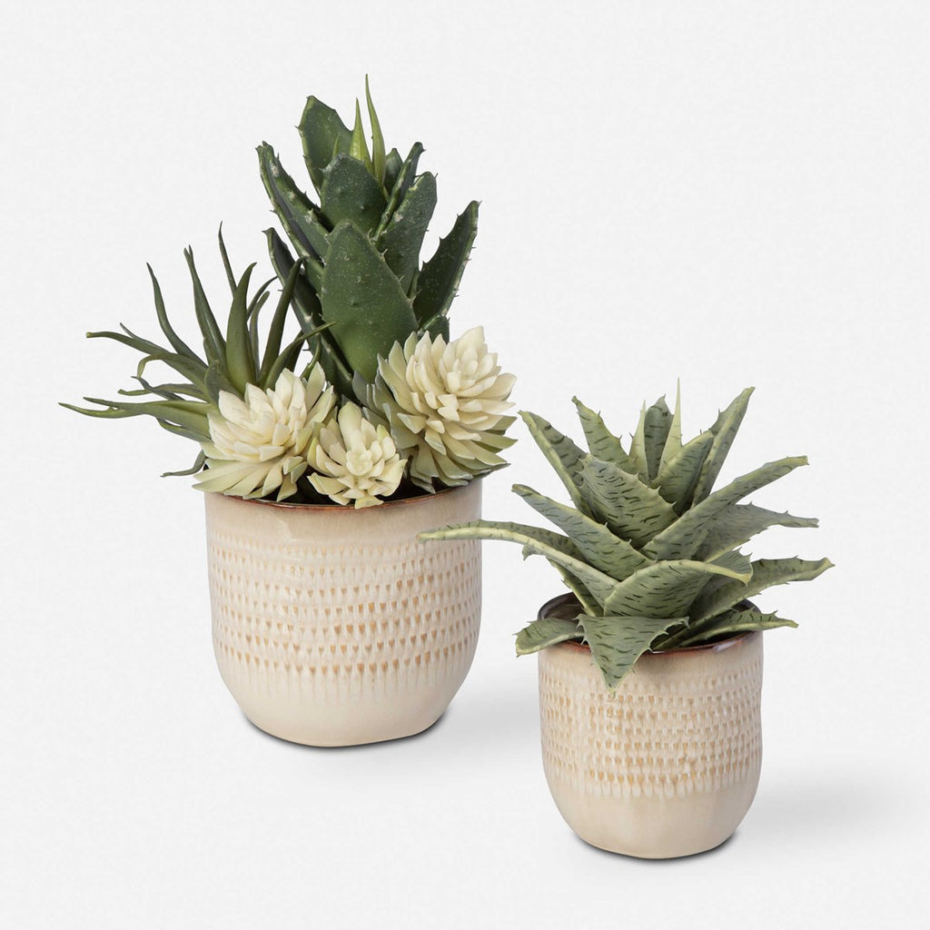 Seaside Succulents, Set of 2 - Bombay Mercantile