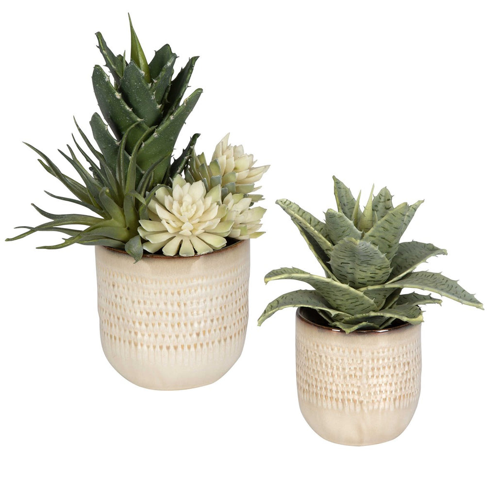 Seaside Succulents, Set of 2 - Bombay Mercantile