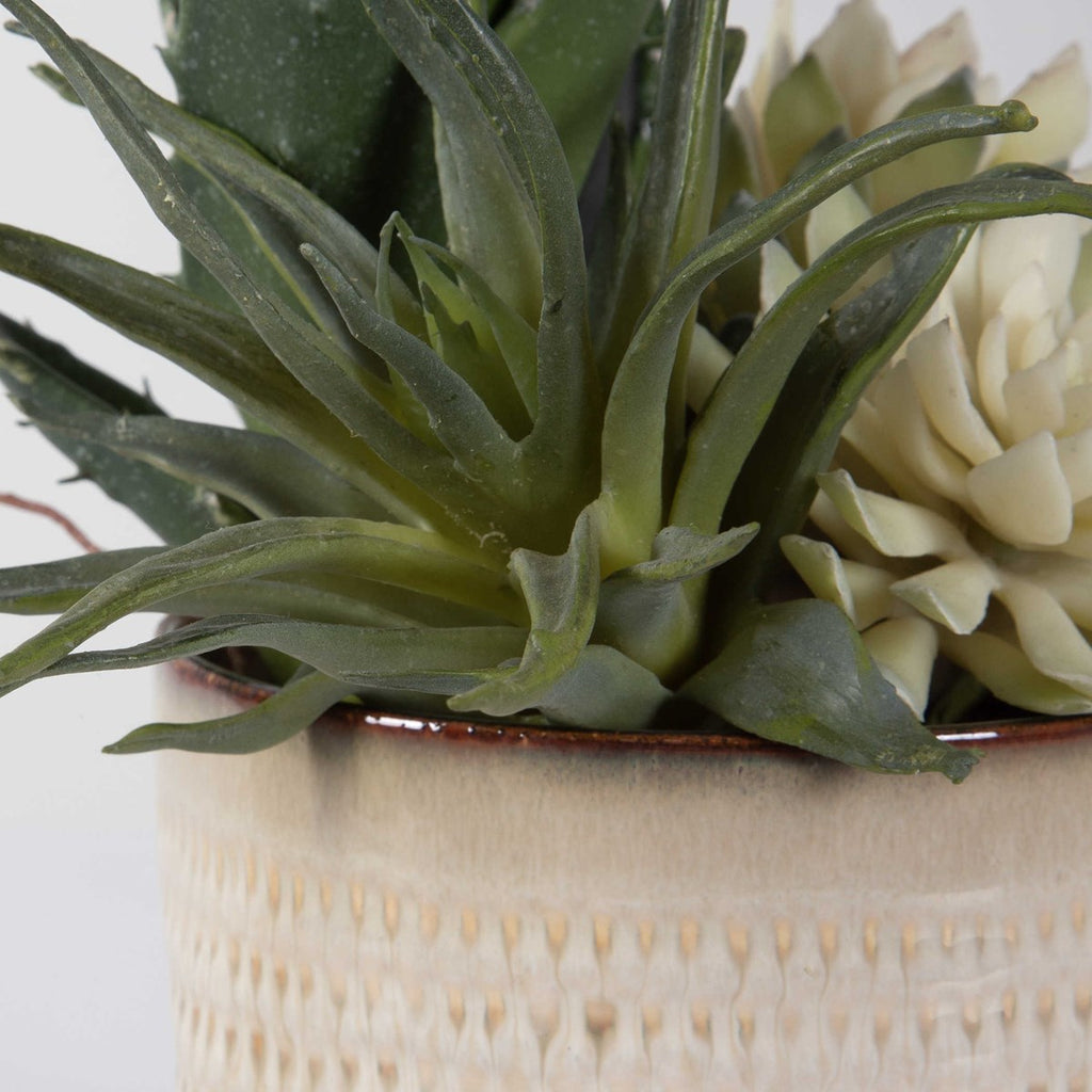 Seaside Succulents, Set of 2 - Bombay Mercantile
