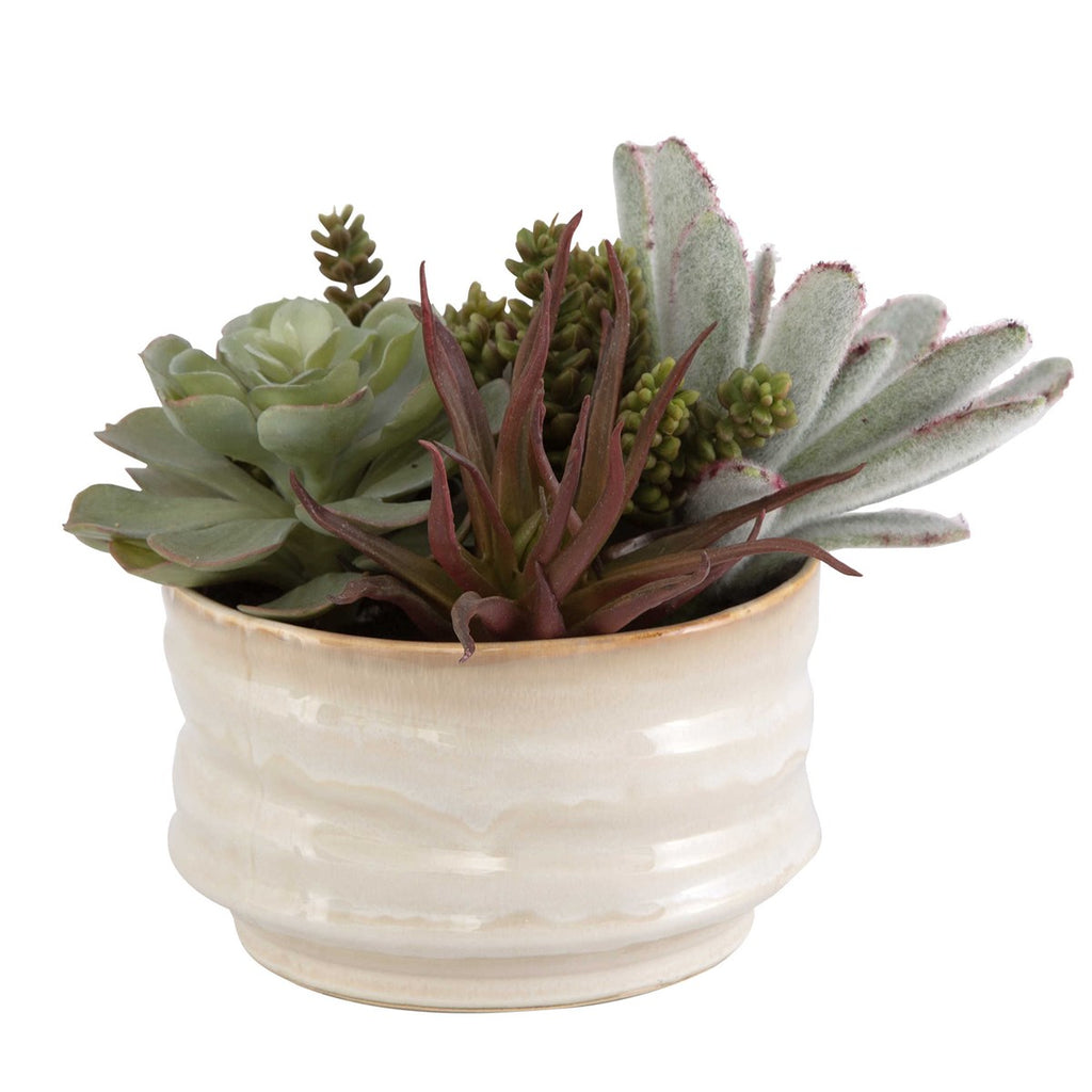 Mesa Succulent Accent - Bombay Mercantile