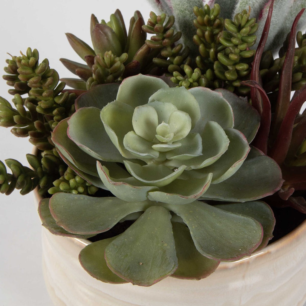 Mesa Succulent Accent - Bombay Mercantile