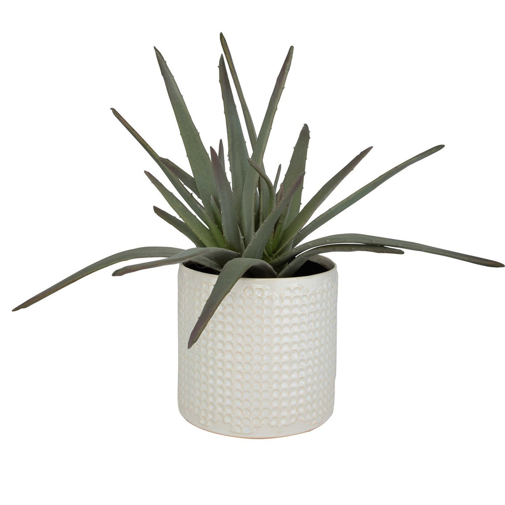 Taos Aloe Centerpiece - Bombay Mercantile