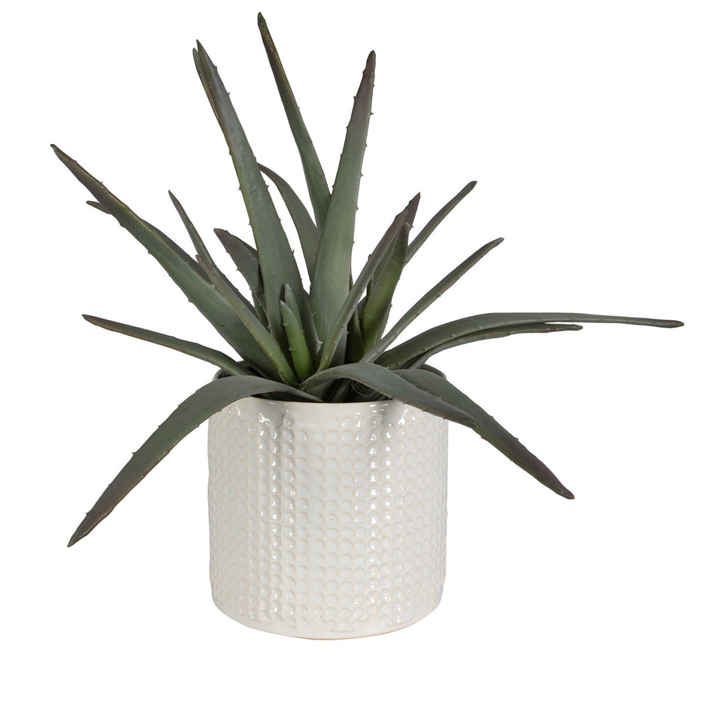 Taos Aloe Centerpiece - Bombay Mercantile