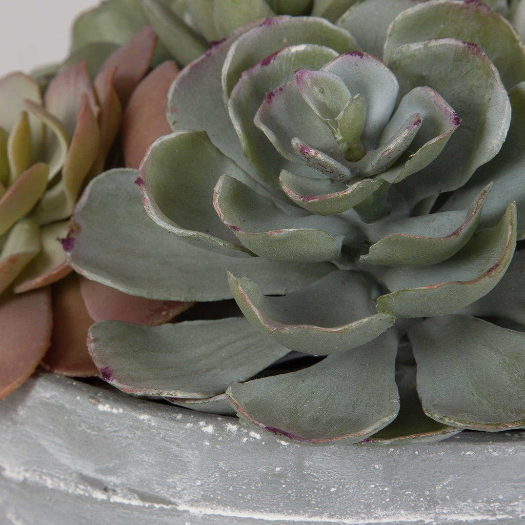 Peoria Succulent Accent - Bombay Mercantile