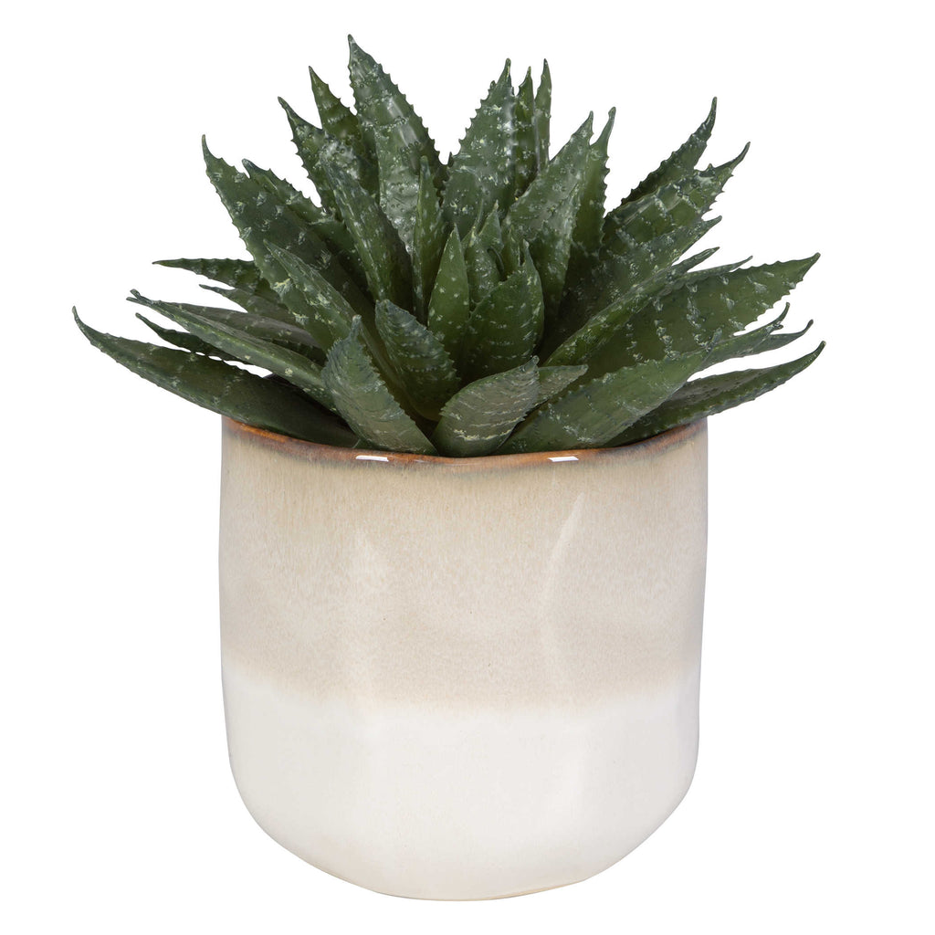 Doha Succulent Accent - Bombay Mercantile