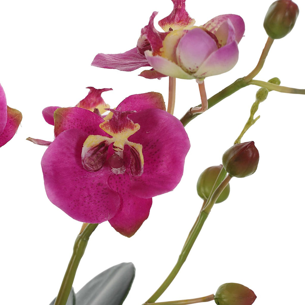 Glory Fuchsia Orchid - Bombay Mercantile