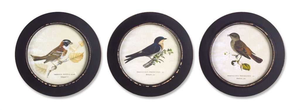 Set of 3 Circular Framed Bird Print - Bombay Mercantile