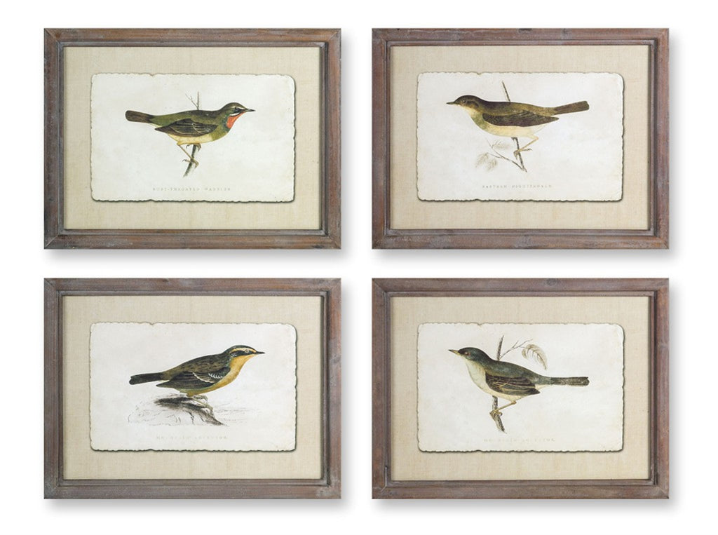 Set of 4, Framed Bird Print - Bombay Mercantile