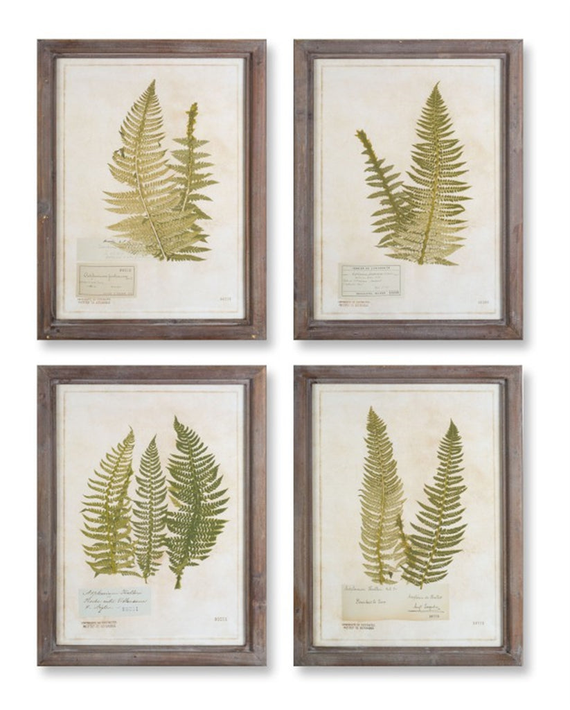 Set of 4, Framed Fern Print - Bombay Mercantile