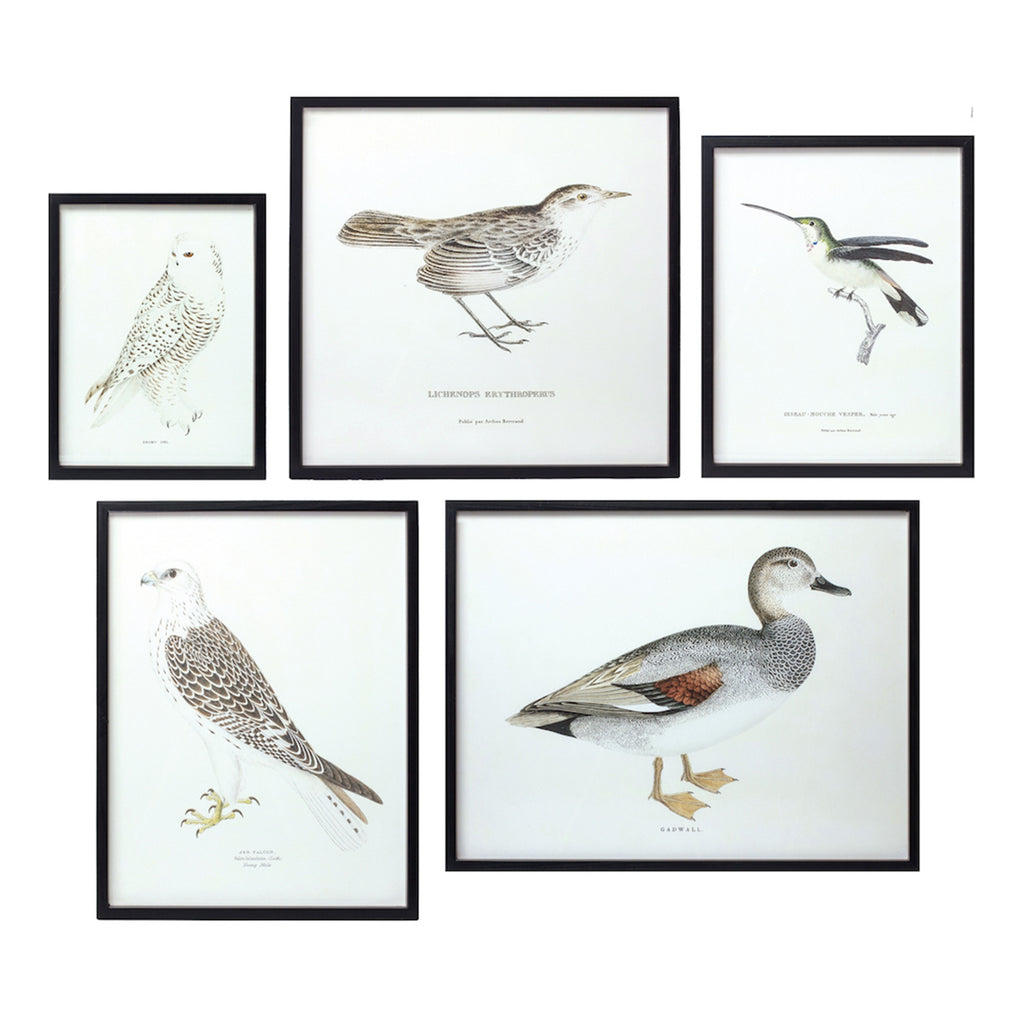 Bird Print Frame, Set of 5 - Bombay Mercantile