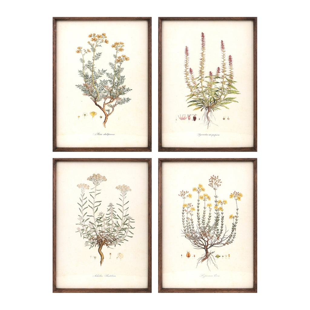 Floral Print, Set of 4 - Bombay Mercantile