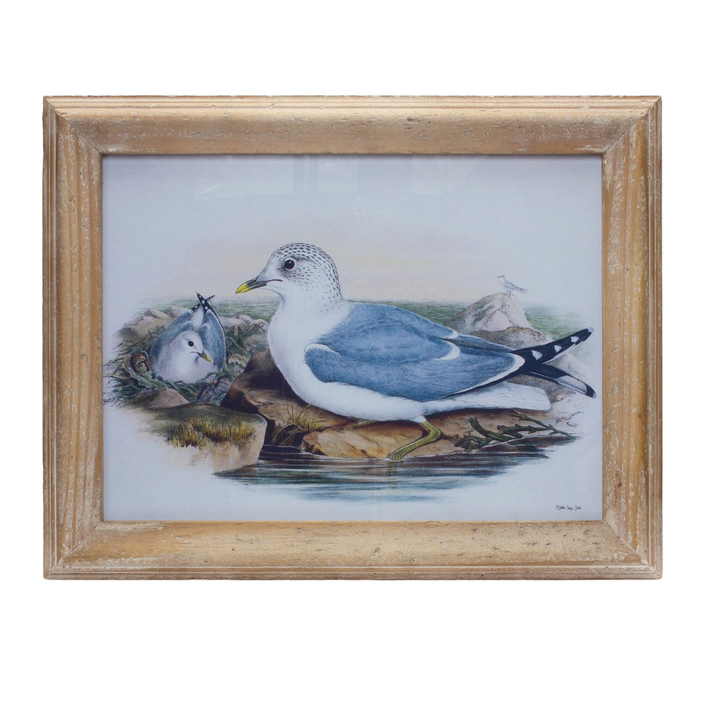 Framed Bird Print - Bombay Mercantile