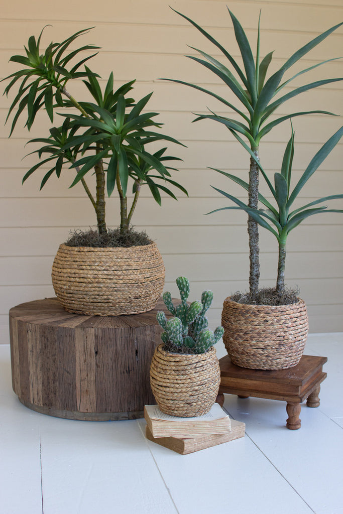 Set of 3 Woven Rush Baskets with Wooden Frame - Bombay Mercantile