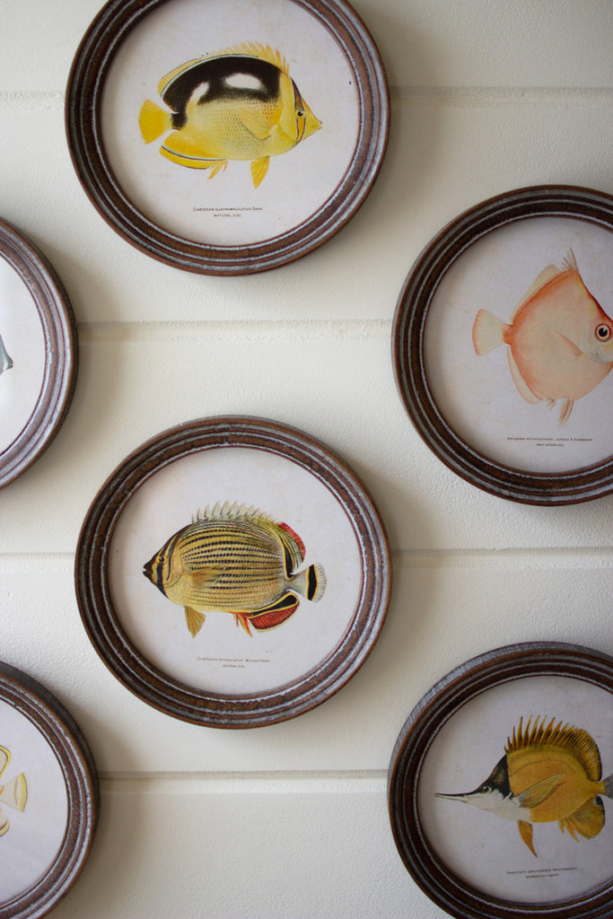 Set of 6 Round Framed Tropical Fish Prints Under Glass - Bombay Mercantile