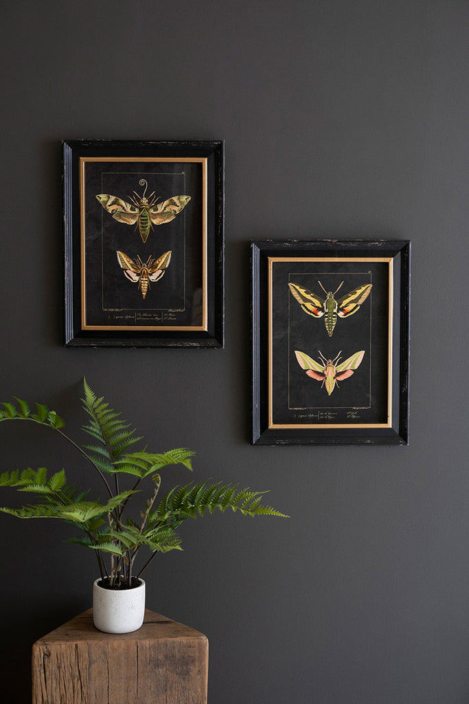 Set of 2 Framed Moth Prints Under Glass - Bombay Mercantile