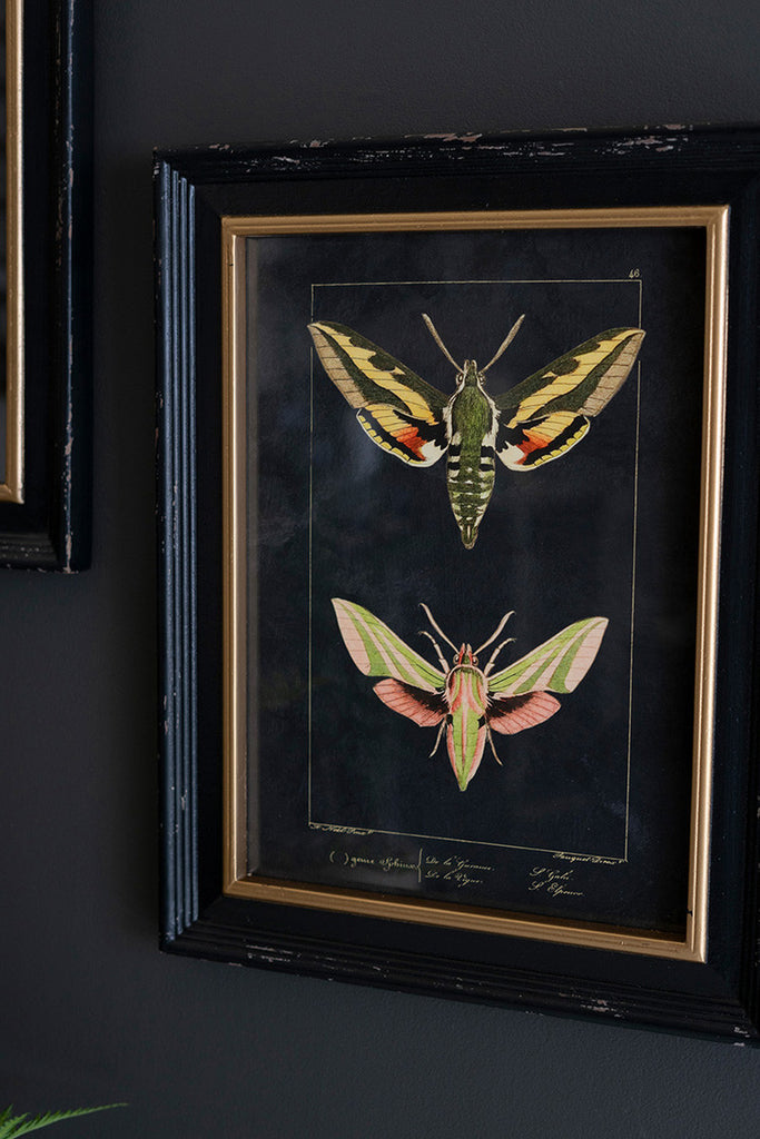 Set of 2 Framed Moth Prints Under Glass - Bombay Mercantile