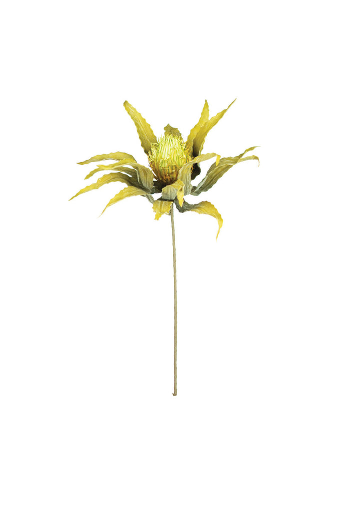 Botanica #3484, Set of 6 - Bombay Mercantile