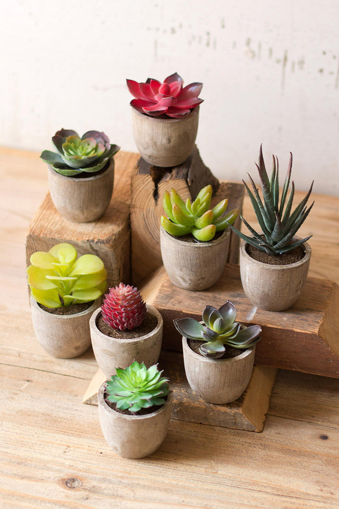 Set of 8 Miniature Succulents - Bombay Mercantile