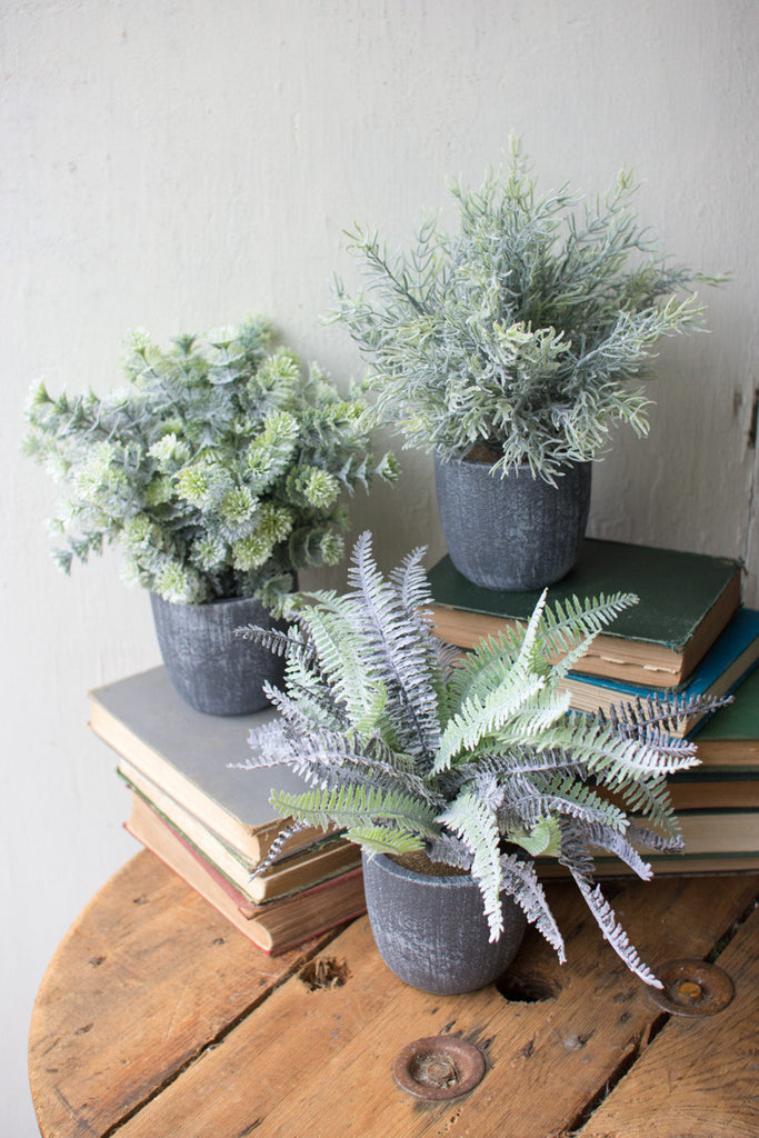 Set of 3 Ferns with Round Grey Pots - Bombay Mercantile
