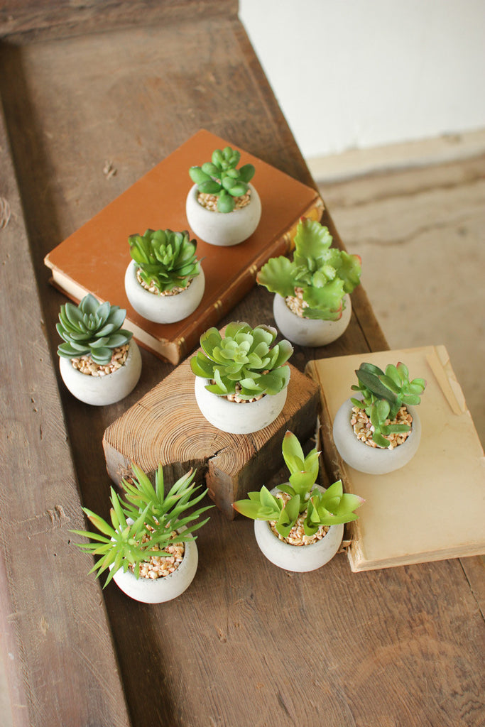 8 Small Succulents with Round Cement Pot, Set of 2 - Bombay Mercantile