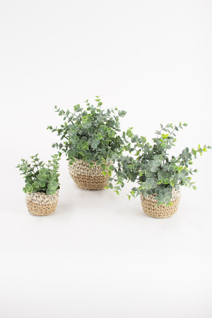 Set of 3 Artificial Eucalyptus Plants In Woven Pots - Bombay Mercantile