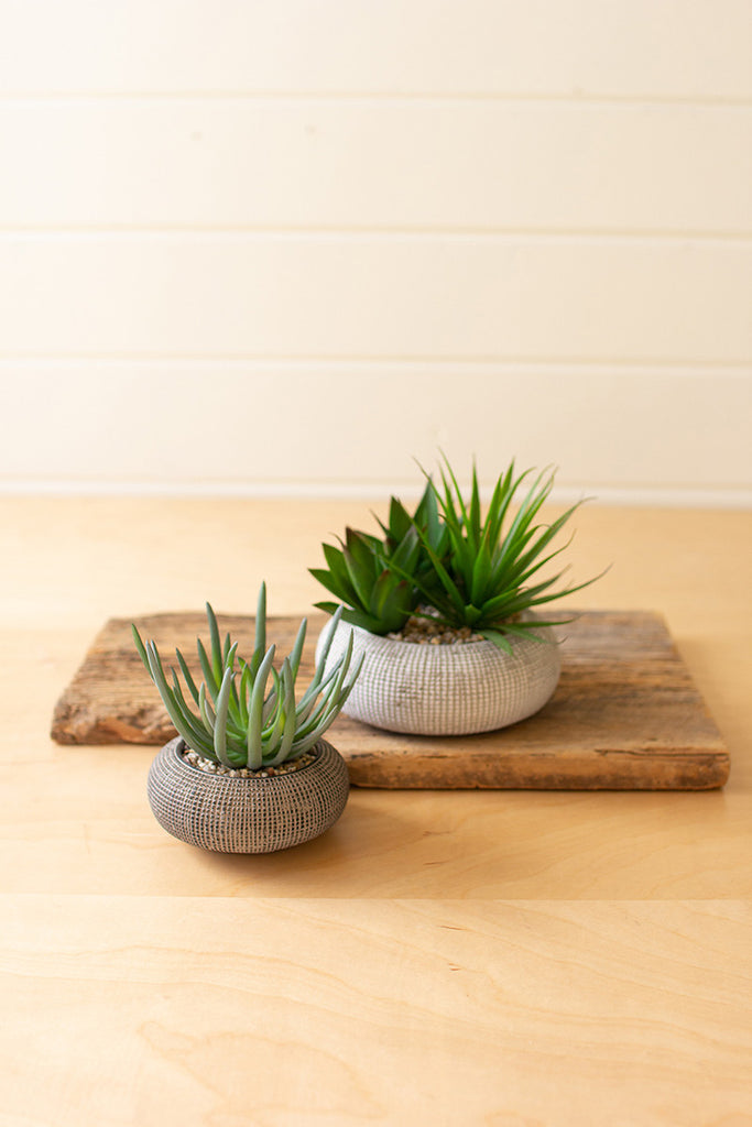 Set of 2 Succulents In Concrete Pots - Bombay Mercantile