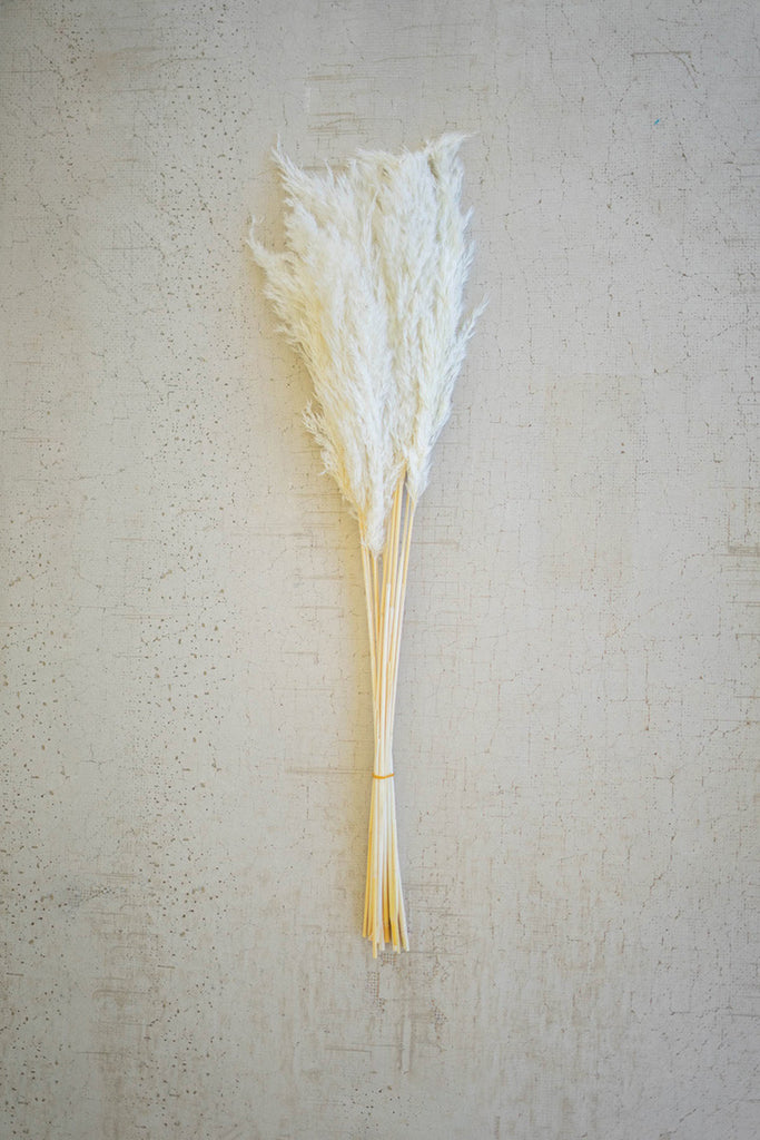 Bundle of 12 White Pampas Grass - Bombay Mercantile