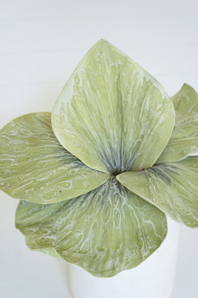 Botanica #2692, Set of 6 - Bombay Mercantile