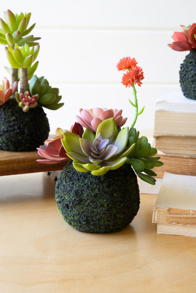 Set of 4 Artificial Succulents In a Moss Ball Base - Bombay Mercantile