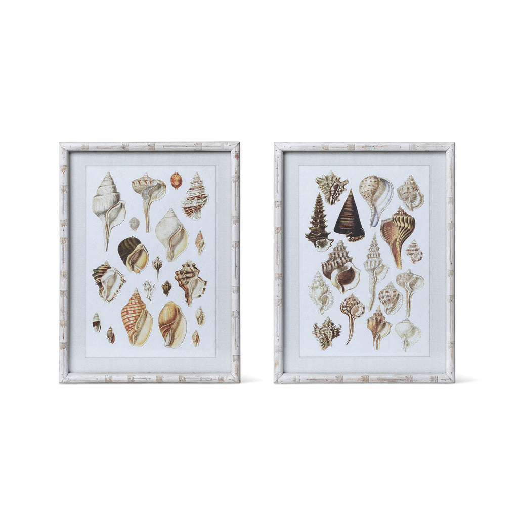 Seashell Collection Prints, 2 Assorted Styles - Bombay Mercantile
