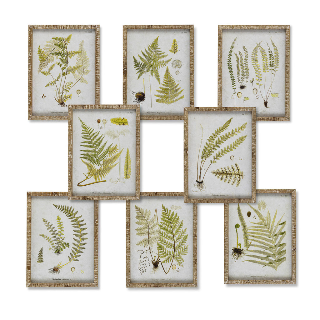 Garden Fern Framed Botanical Print, 8 Assorted Styles - Bombay Mercantile