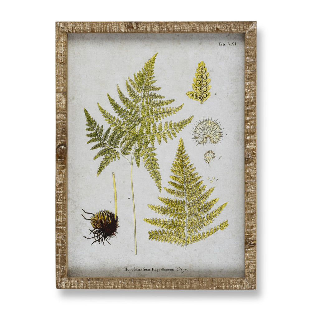 Garden Fern Framed Botanical Print, 8 Assorted Styles - Bombay Mercantile