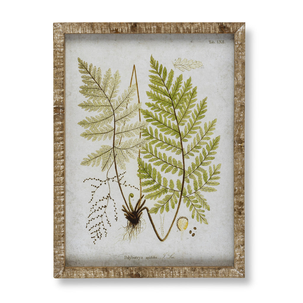 Garden Fern Framed Botanical Print, 8 Assorted Styles - Bombay Mercantile