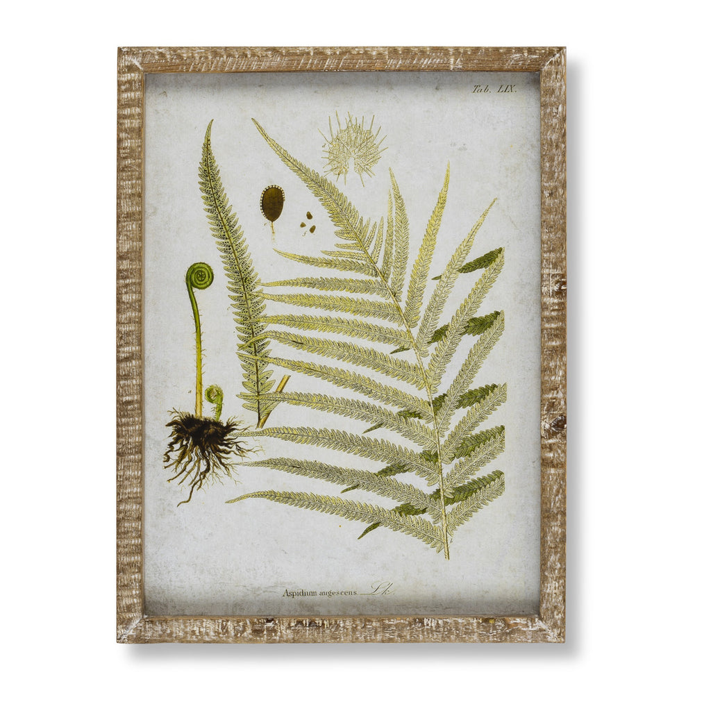 Garden Fern Framed Botanical Print, 8 Assorted Styles - Bombay Mercantile