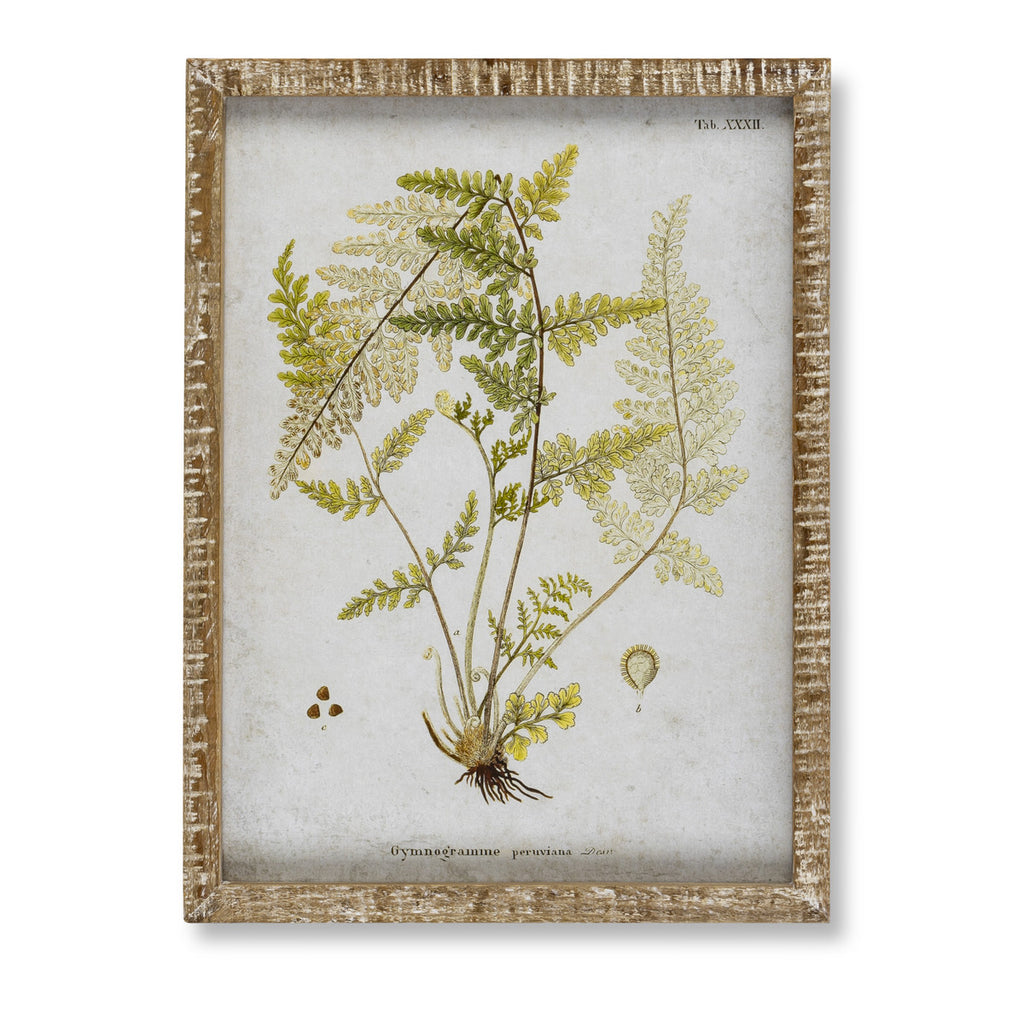Garden Fern Framed Botanical Print, 8 Assorted Styles - Bombay Mercantile