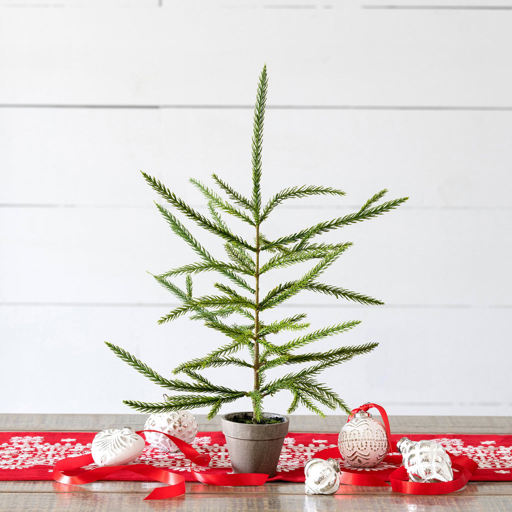 Norfolk Pine Potted Seedling, Small - Bombay Mercantile