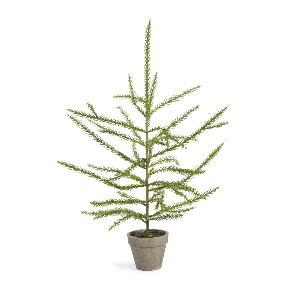 Norfolk Pine Potted Seedling, Small - Bombay Mercantile