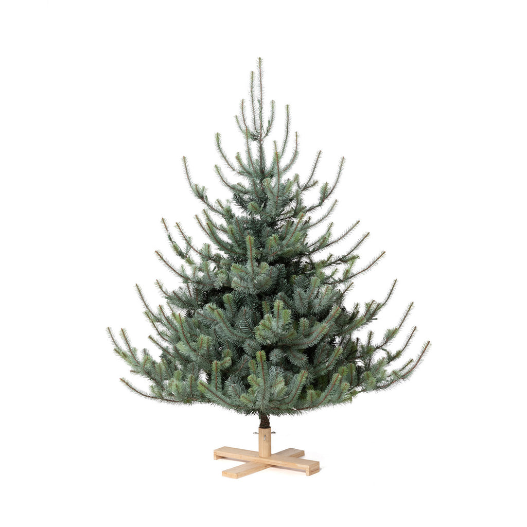 Blue Spruce Christmas Tree, 5.5' Tree Lot - Bombay Mercantile