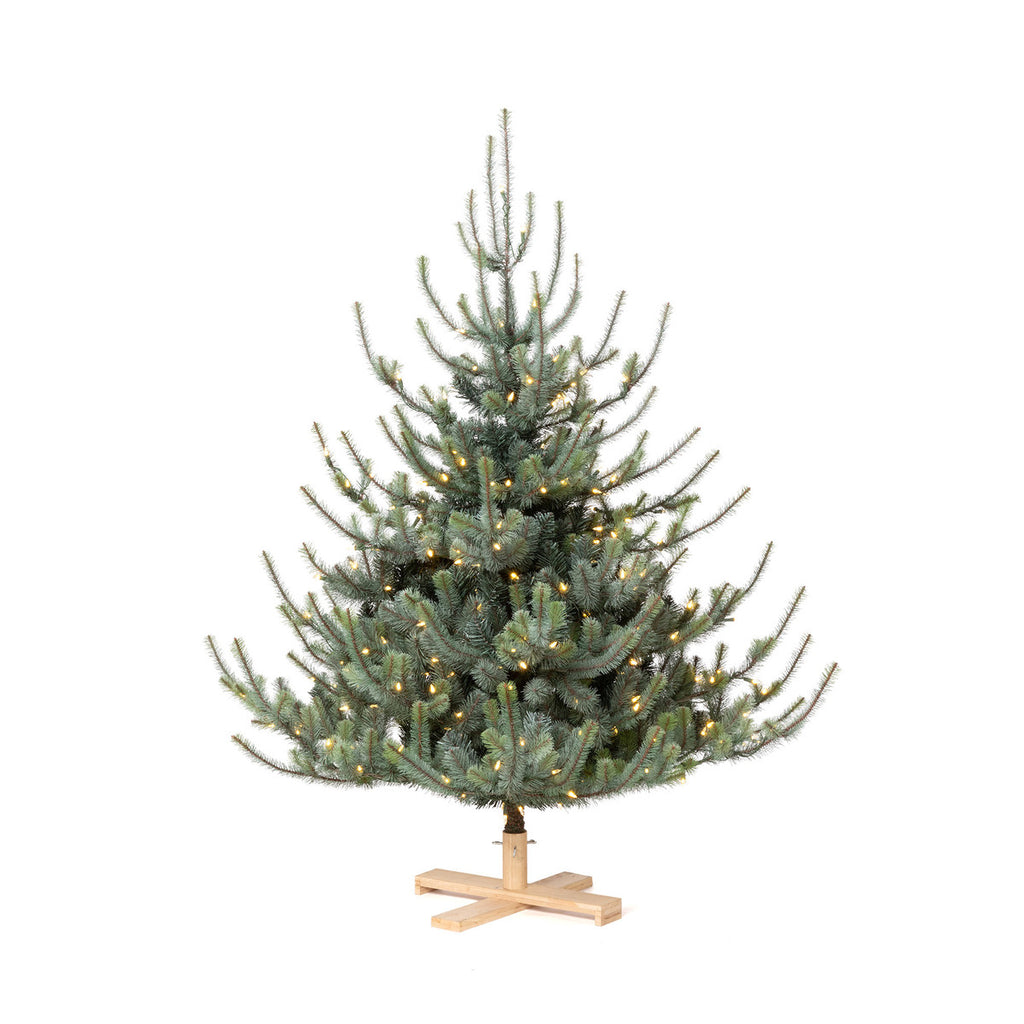 Blue Spruce Christmas Tree, 5.5' Tree Lot - Bombay Mercantile