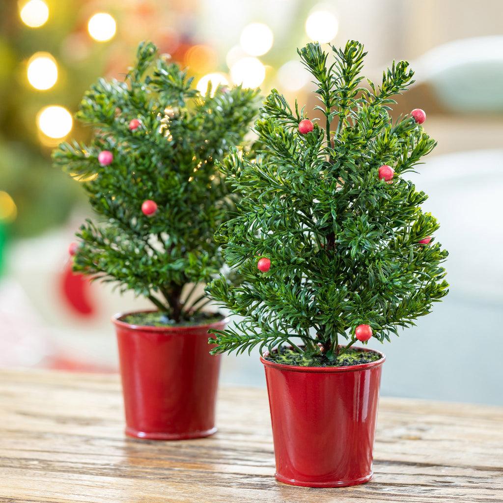 Mini Spruce Tree in Red Bucket - Bombay Mercantile