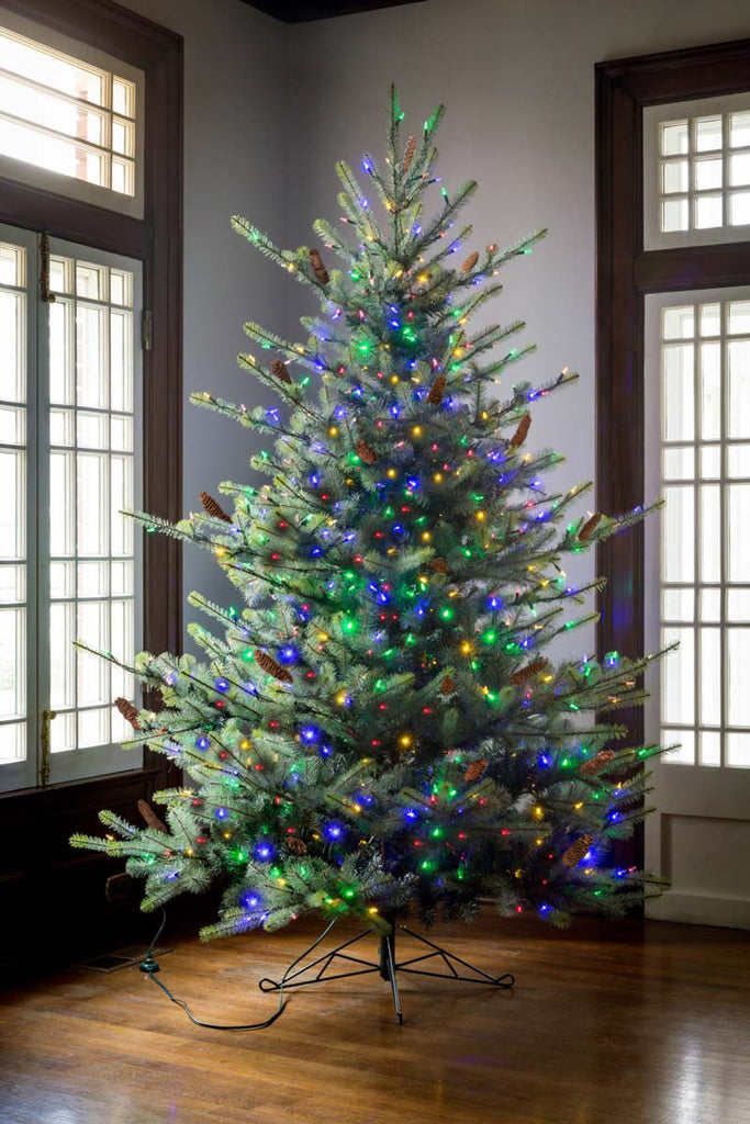 Blue Spruce Christmas Tree, 7.5' Clear and Multi Lights - Bombay Mercantile