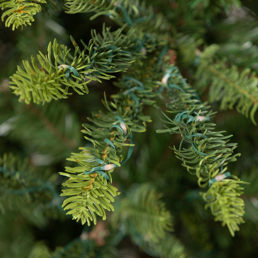 Great Northern Spruce Christmas Tree, 5' - Bombay Mercantile
