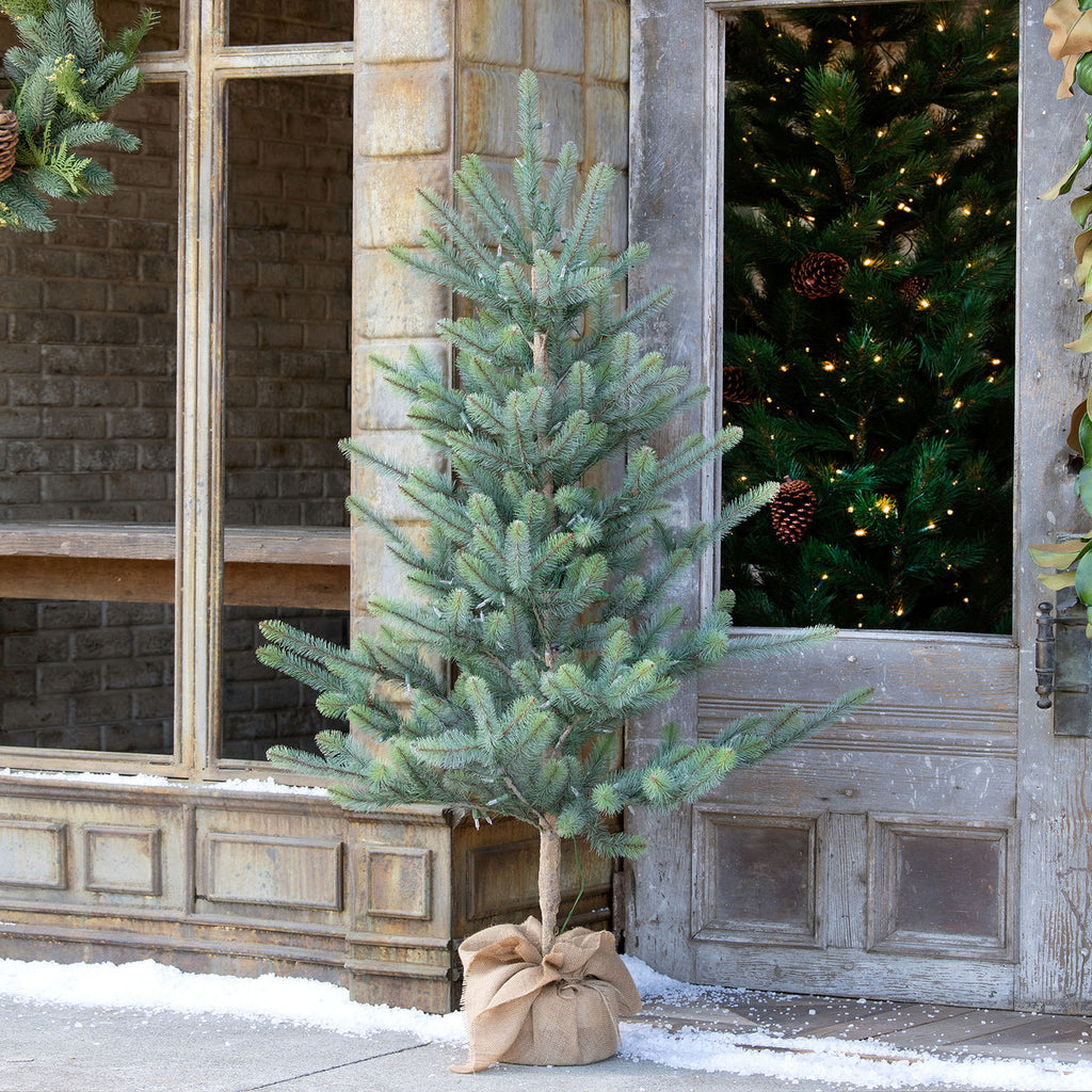 60" Burlap Wrapped Blue Spruce Seedling with LED Battery Lights - Bombay Mercantile