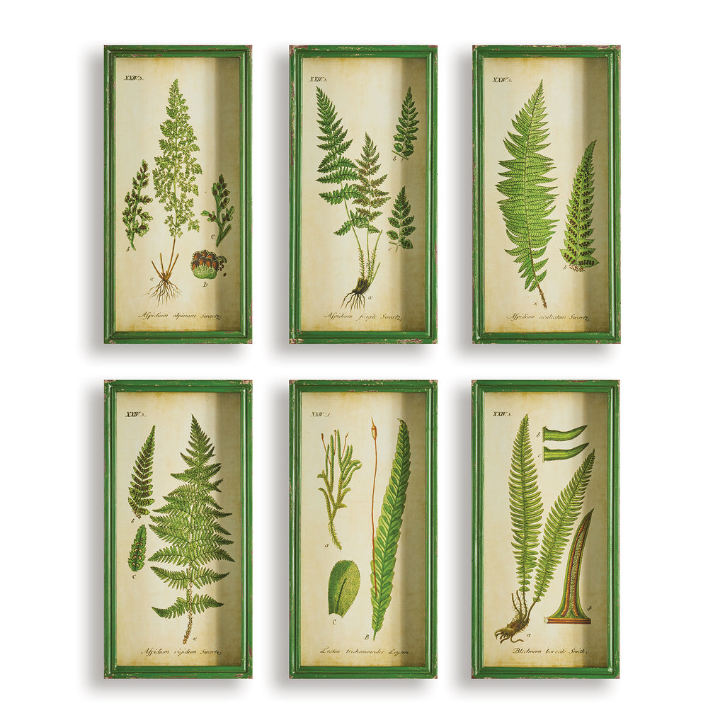 FERN STUDY SHADOW BOX PRINTS, SET OF 6 - The Nifty Decor