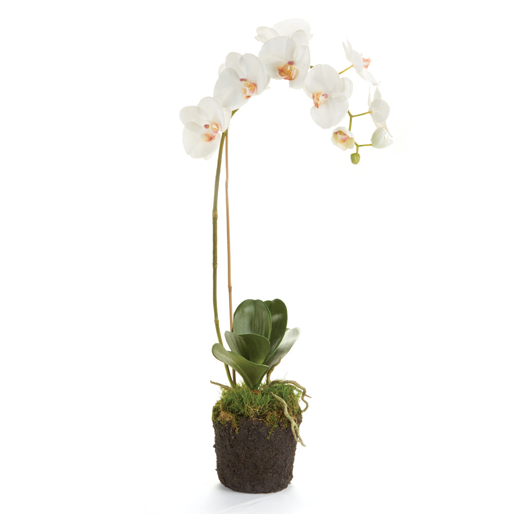 PHALAENOPSIS ORCHID DROP-IN 26" - The Nifty Decor