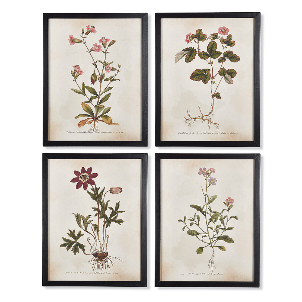 WILDFLOWER ILLUSTRATIONS, SET OF 4 - The Nifty Decor
