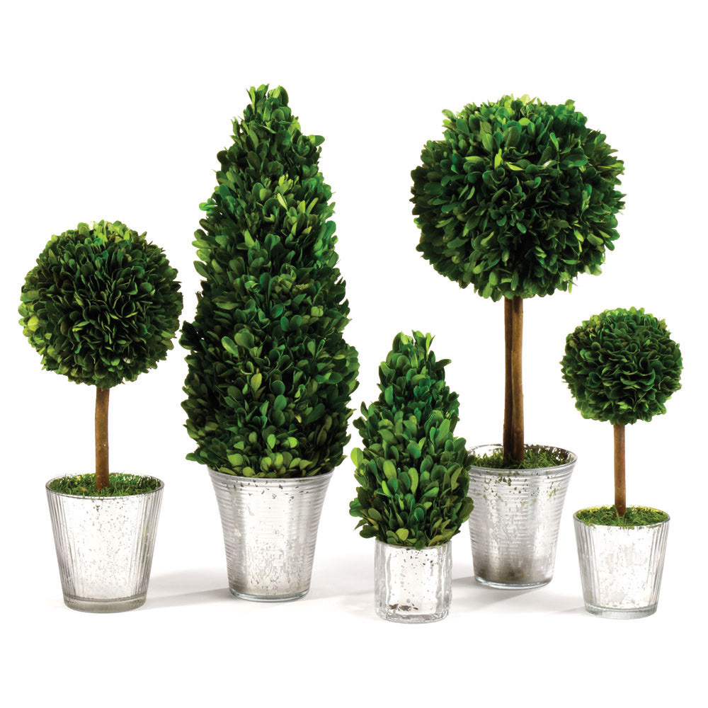 BOXWOOD TOPIARIES IN GLASS, SET OF 5 - The Nifty Decor