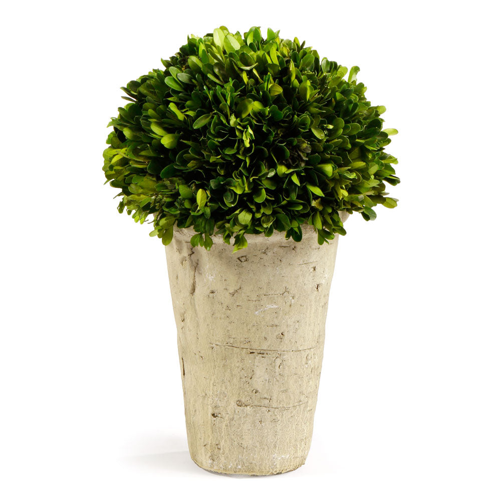 BOXWOOD THREE-QUARTER BALL IN POT - The Nifty Decor