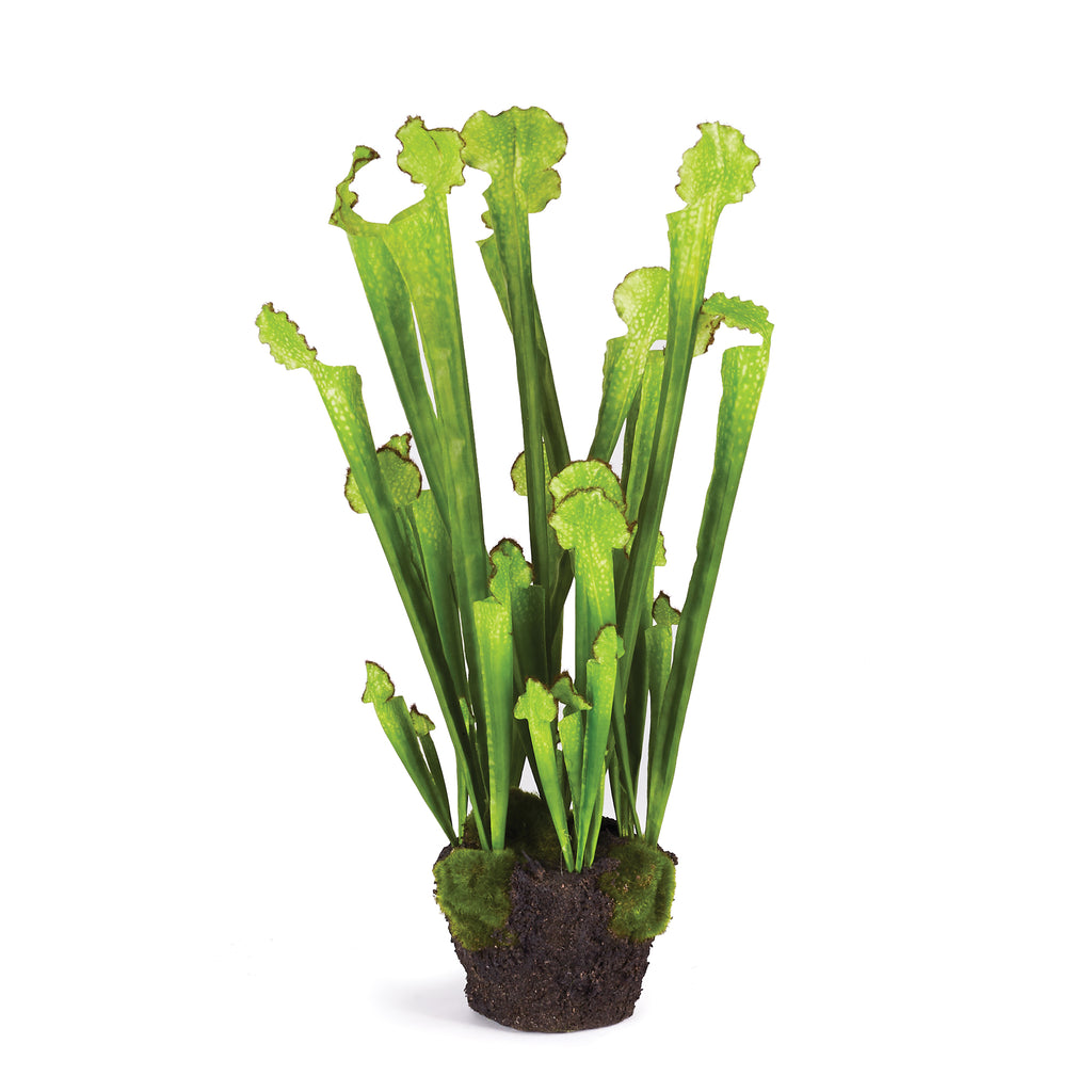 SARRACENIA DROP-IN 21" - The Nifty Decor