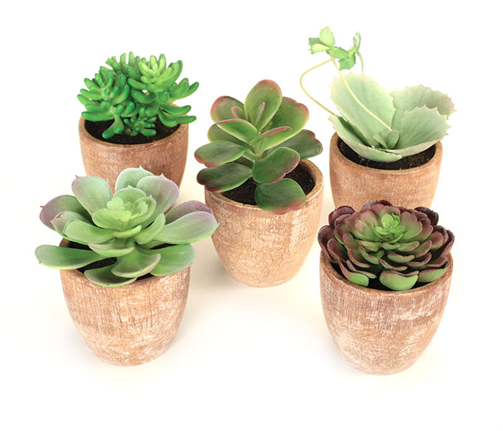 Potted Succulent (Set of 5) - The Nifty Decor